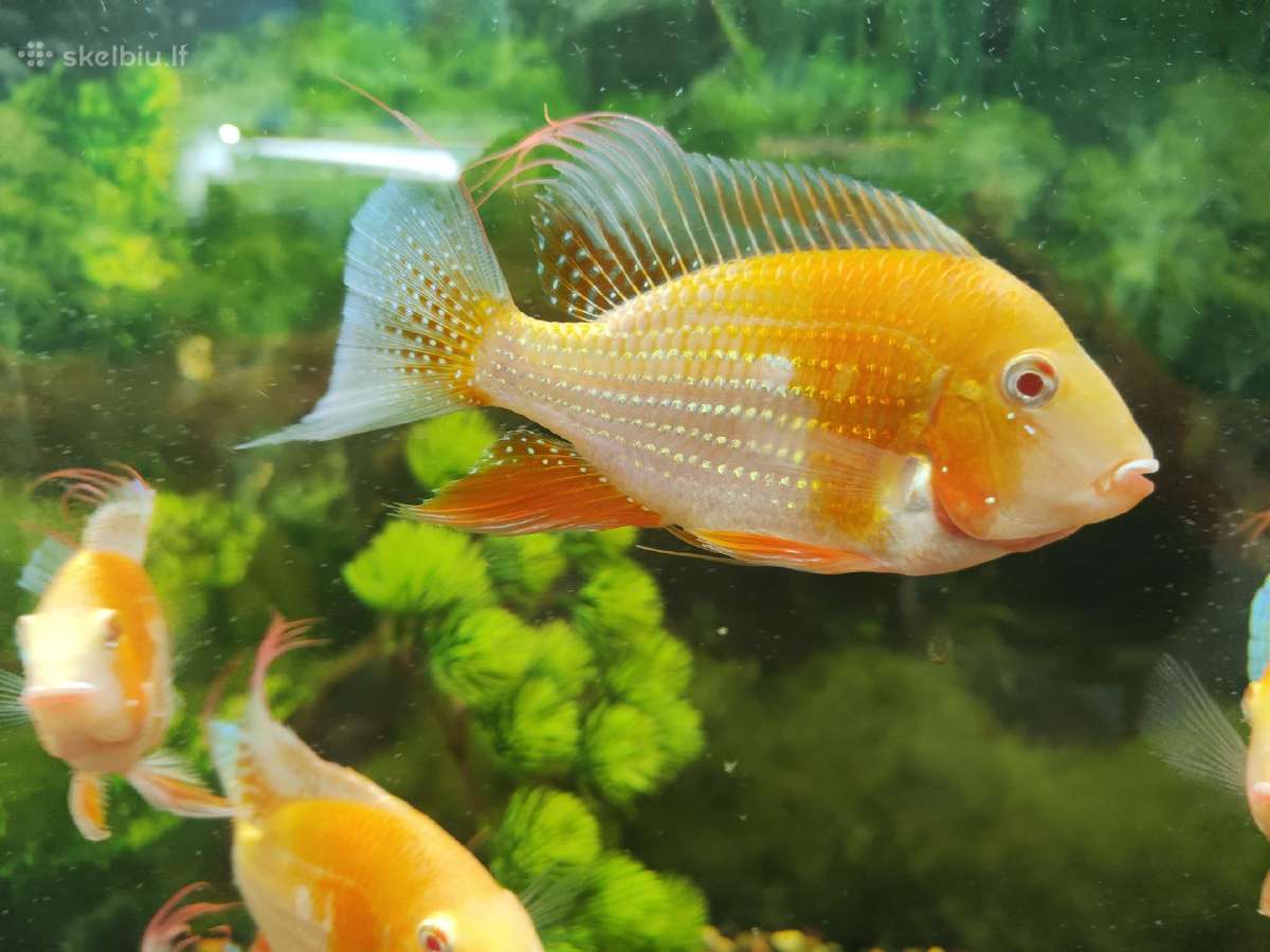 Parduodama žuvis Geophagus Heckelii albino - nuotraukos Nr. 2
