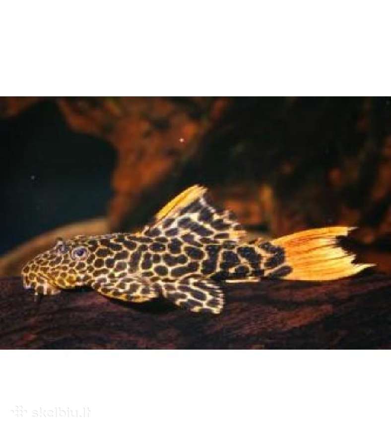 Parduodama žuvis Šamas L600 Leopard Cactus Pleco