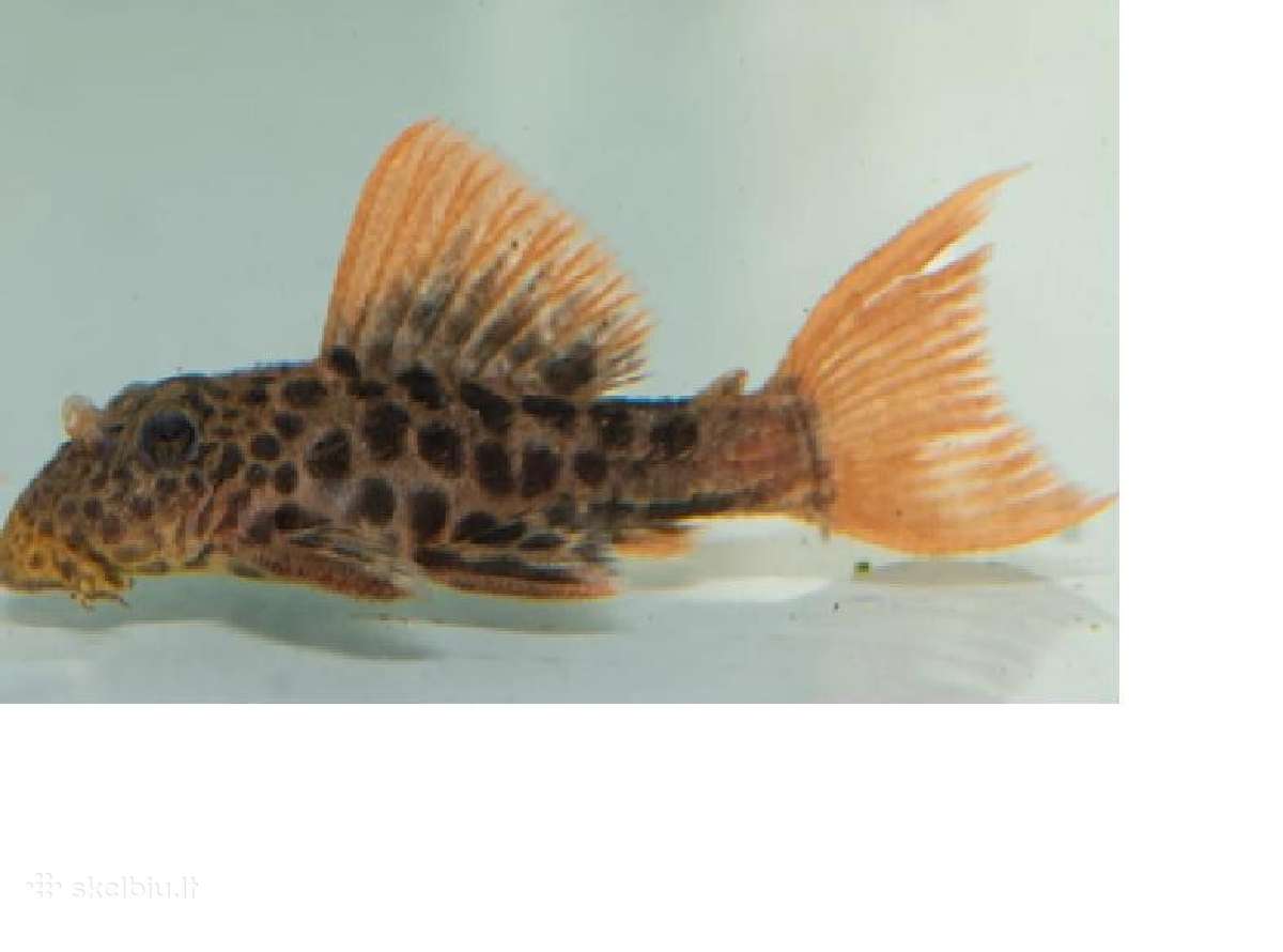 Parduodama žuvis Šamas L600 Leopard Cactus Pleco - nuotraukos Nr. 2