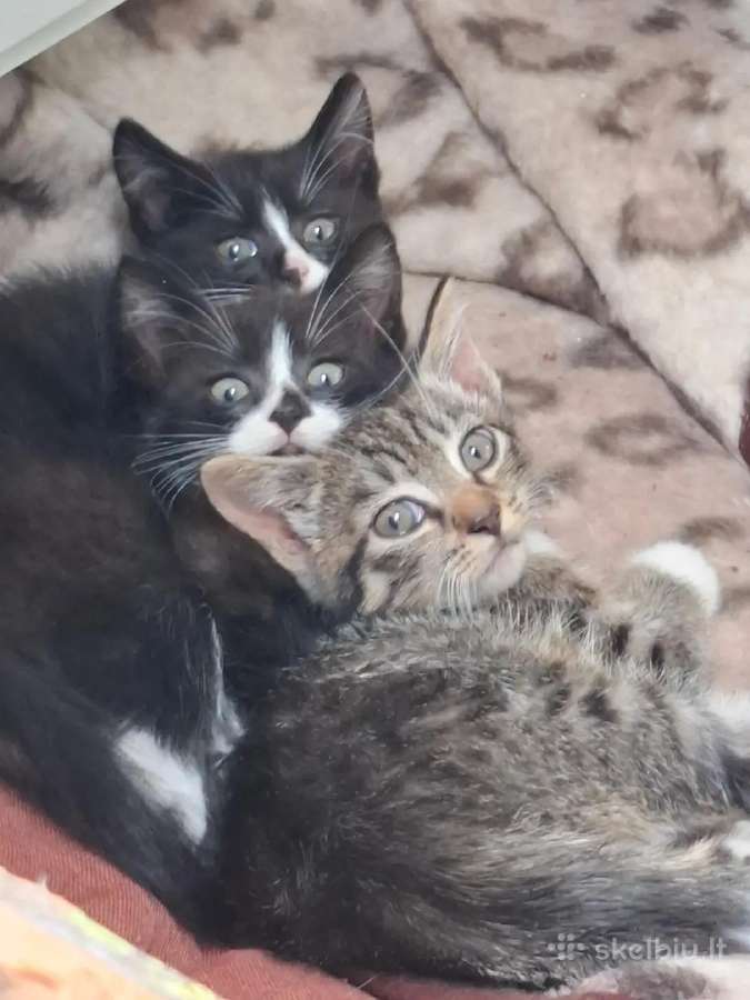 3 kačiukai ieško namų