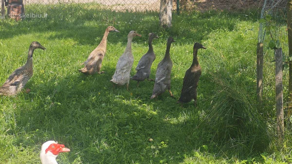 Parduodu antys indiškos bėgikės