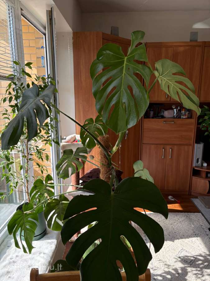 Monstera