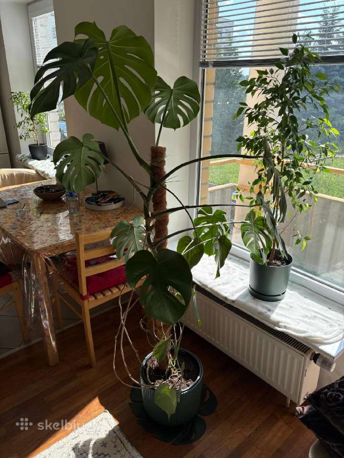Monstera - nuotraukos Nr. 2