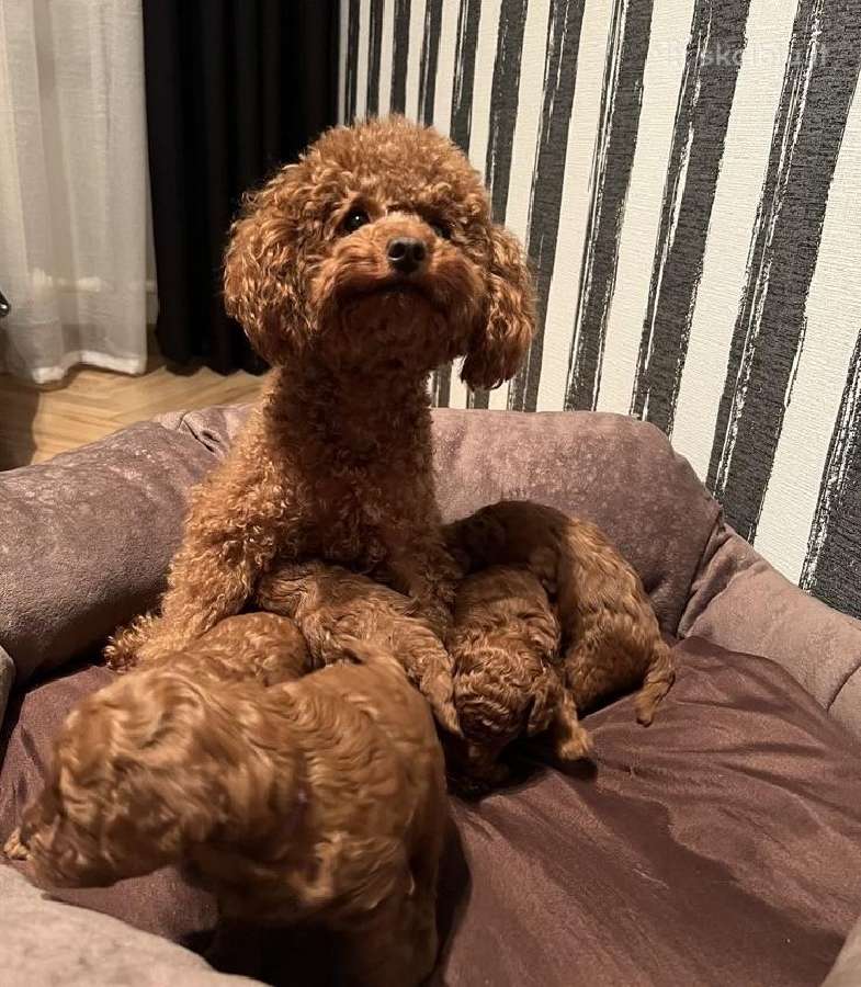 Parduodamos red brown spalvos toy pudelytės