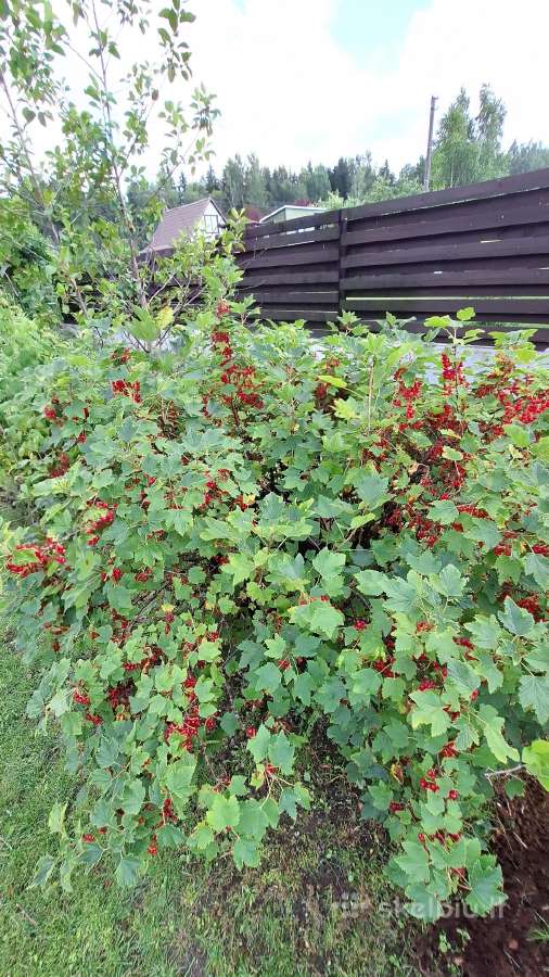 Parduodamas sodo sklypas - nuotraukos Nr. 13