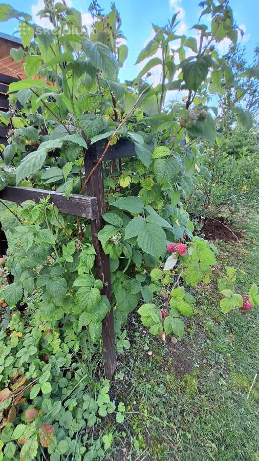 Parduodamas sodo sklypas - nuotraukos Nr. 14