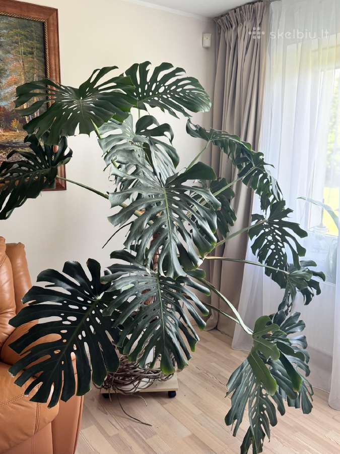 Stambiažiedės jukos, juodoji kalija ir Monstera - nuotraukos Nr. 11
