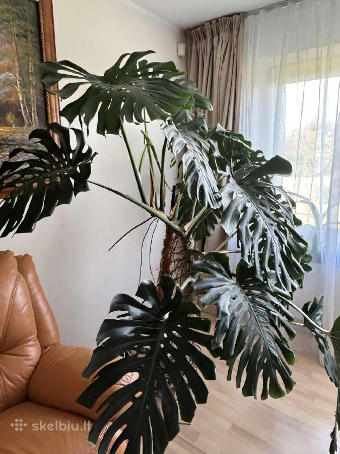 Stambiažiedės jukos, juodoji kalija ir Monstera - nuotraukos Nr. 7
