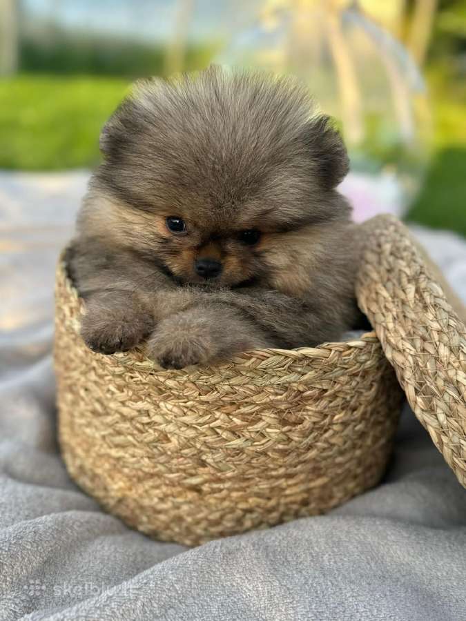 Померанский шпиц
