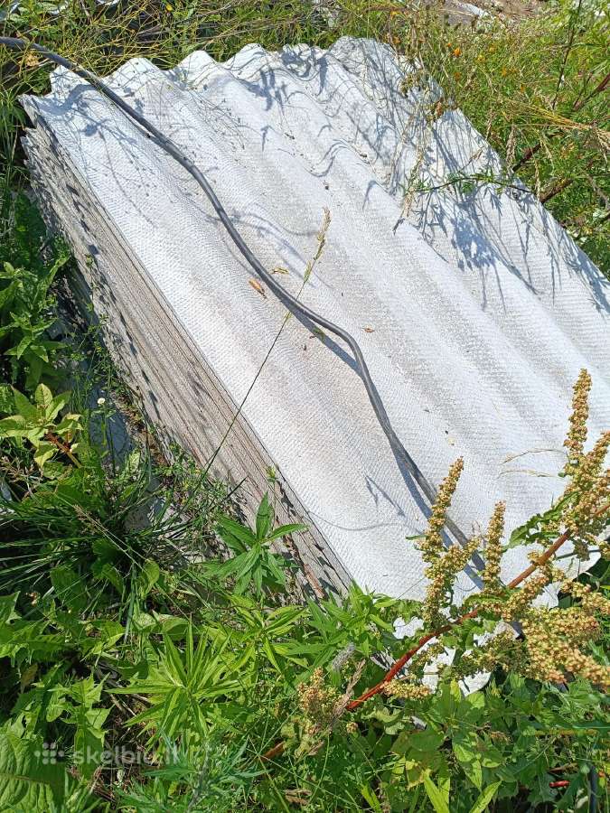 Šyferis