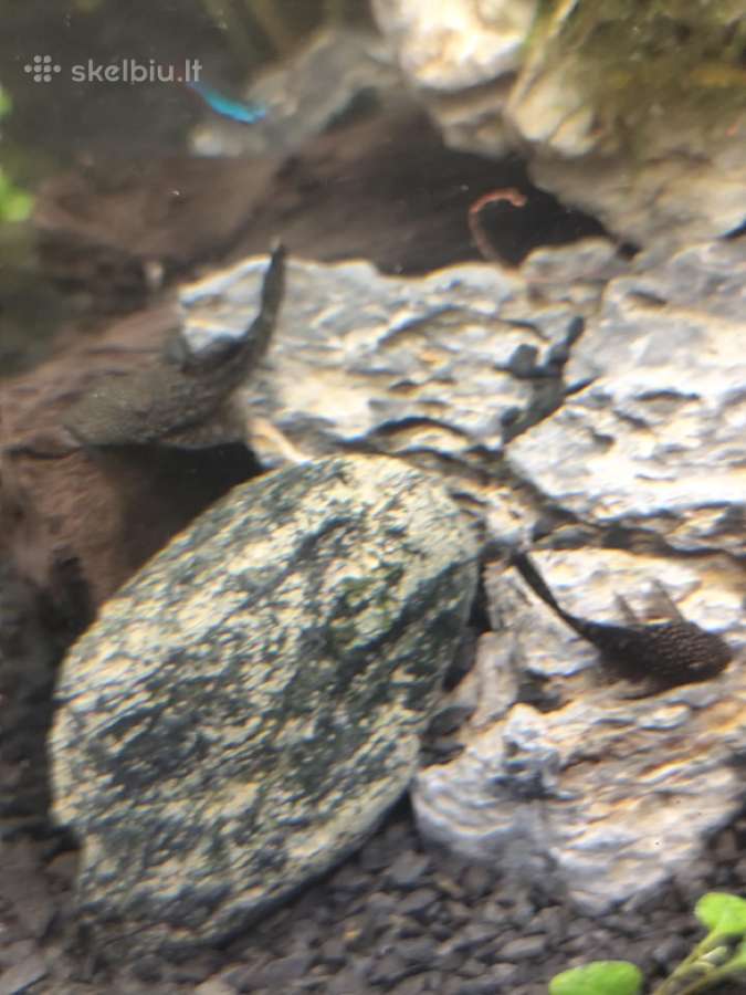 Parduodu arba keičiu šamukus anticitrusus - nuotraukos Nr. 6
