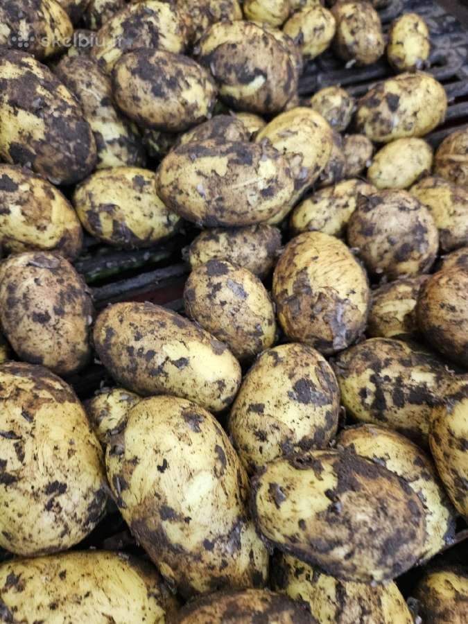 Bulvės didmena nuo 0,25 €/kg Pristatymas visoje - nuotraukos Nr. 9