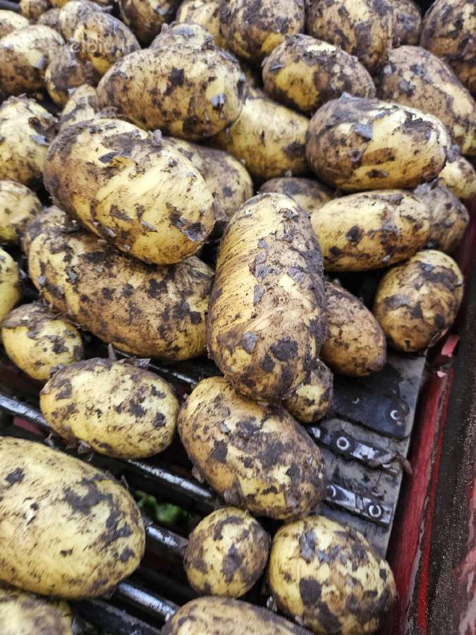 Bulvės didmena nuo 0,25 €/kg Pristatymas visoje - nuotraukos Nr. 5