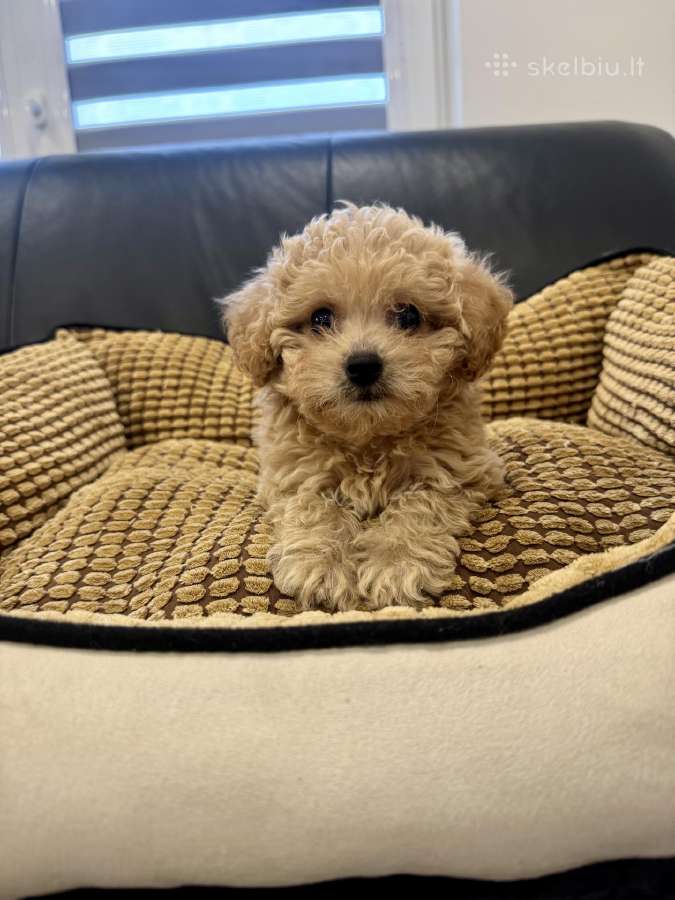 Maltipoo mergytė