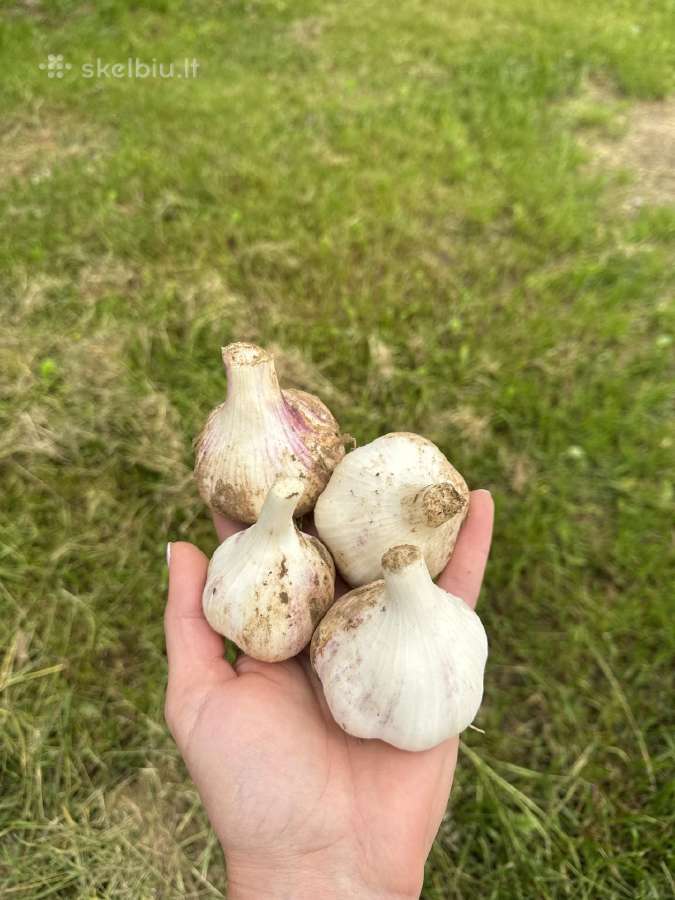 Žieminiai Česnakai