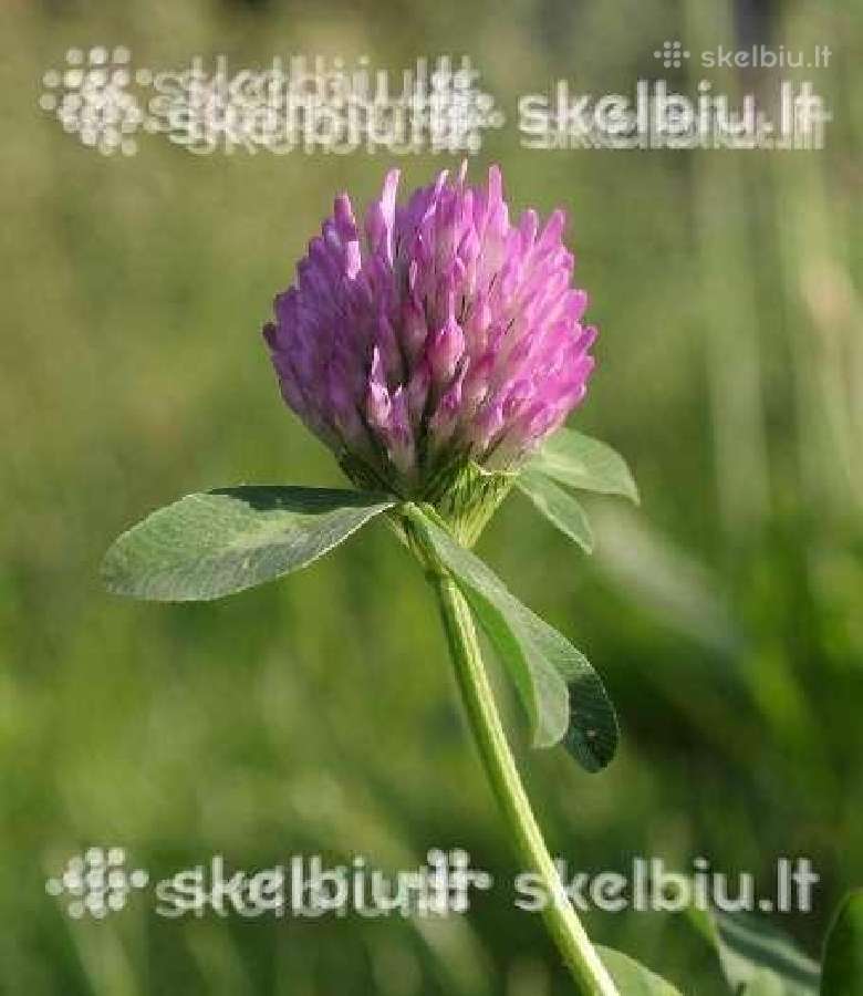 Dobilai, facelija, garstycia, ridikai, saulegrazos