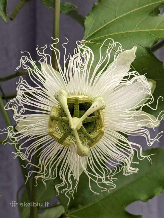 Gėlė Pasiflora - nuotraukos Nr. 2