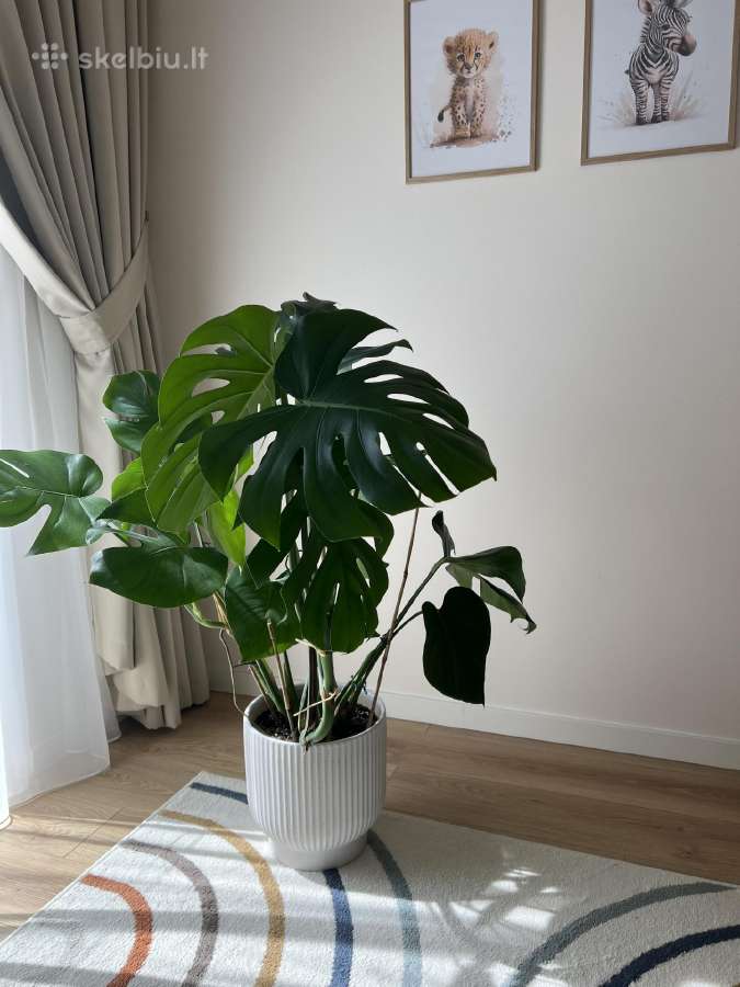 Monstera