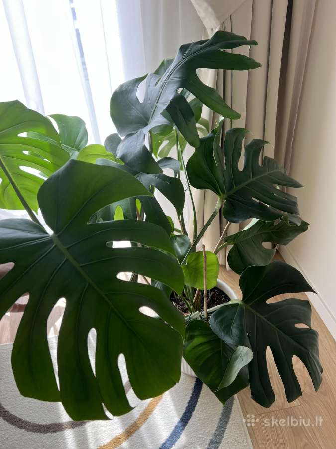 Monstera - nuotraukos Nr. 2