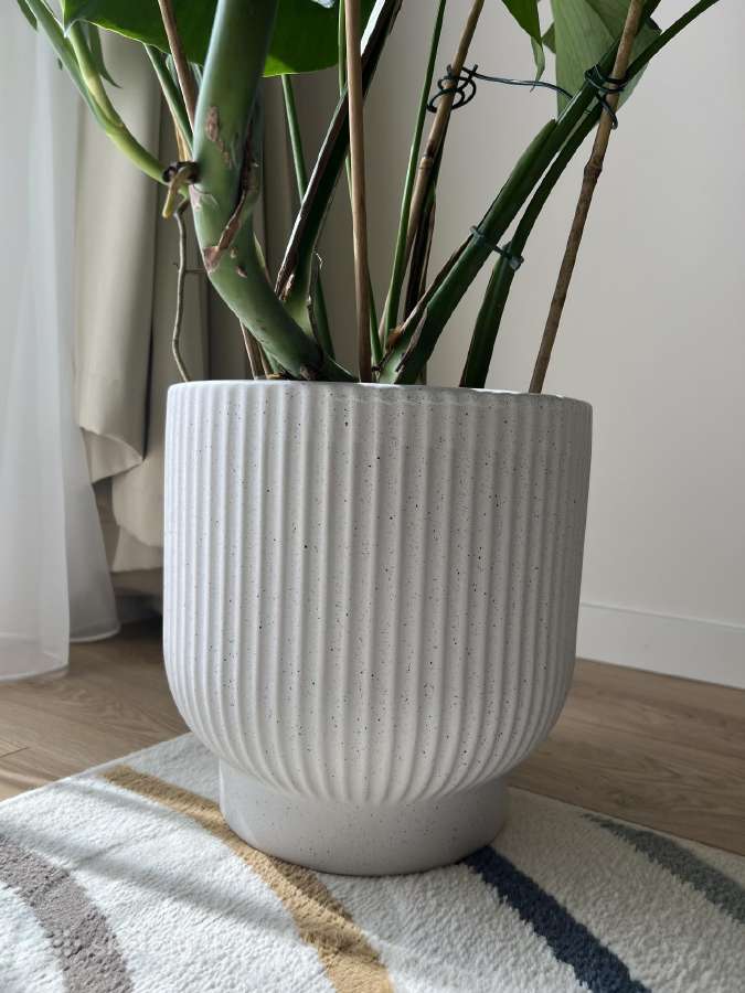 Monstera - nuotraukos Nr. 3