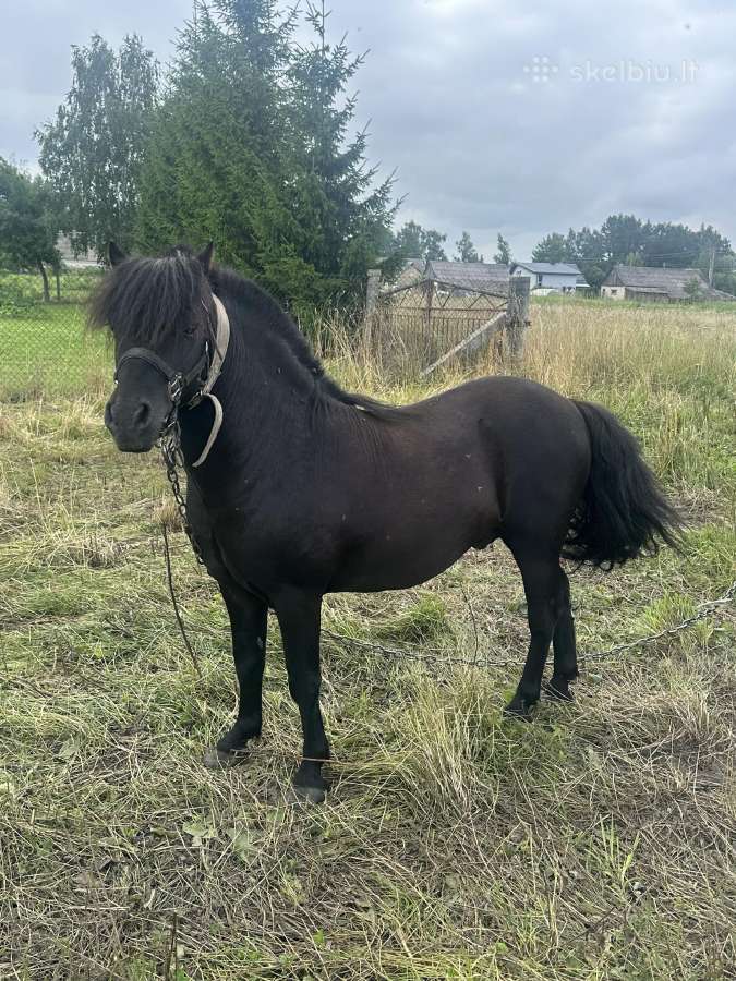 Parduodamas 8 metu poni eržiliukas
