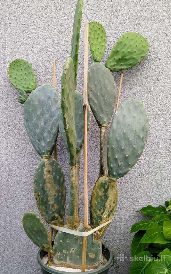 Kaktusas Opuncija opuntia vulgaris - nuotraukos Nr. 3