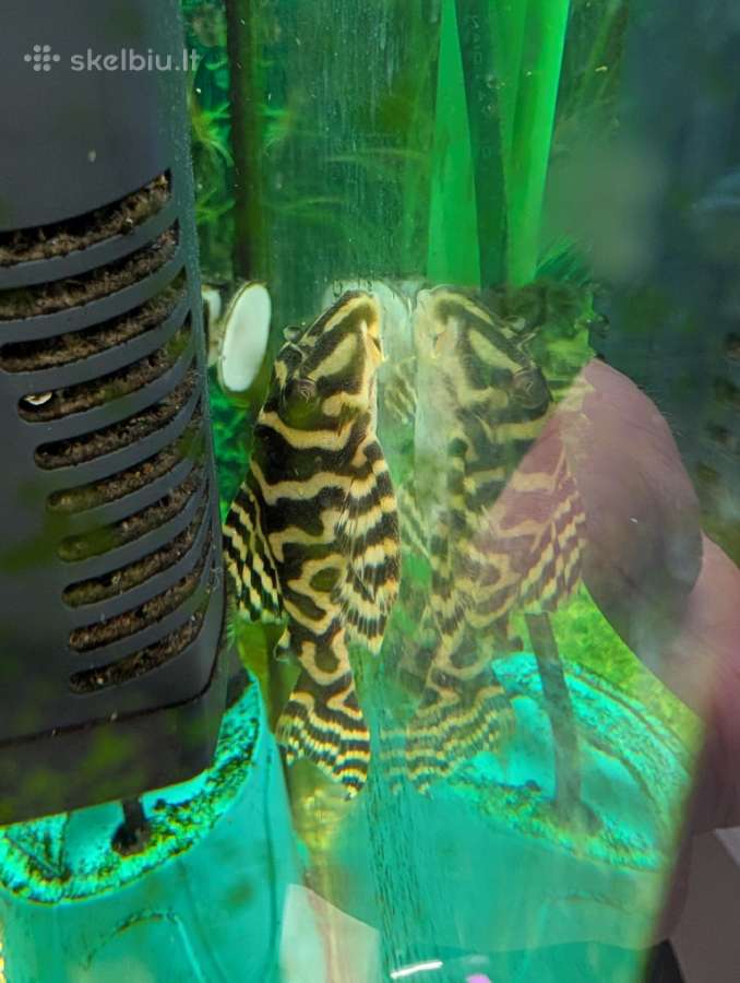 Parduodama žuvis Šamas L236 (Cracked Zebra pleco) - nuotraukos Nr. 2