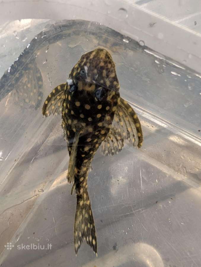 Parduodama žuvis Šamas L102 (Snowball Pleco) - nuotraukos Nr. 2