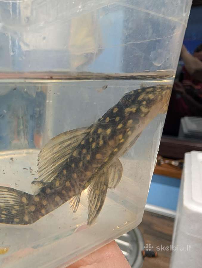 Parduodama žuvis Šamas L102 (Snowball Pleco) - nuotraukos Nr. 3