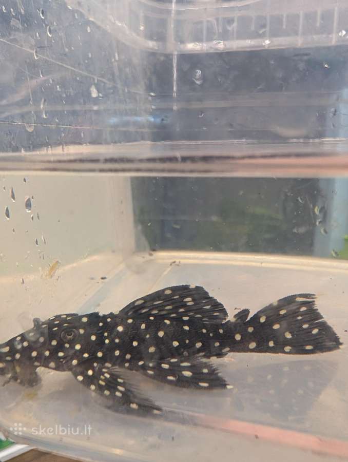 Parduodama žuvis Šamas L240 pleco (Vampire Pleco) - nuotraukos Nr. 2