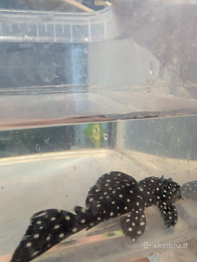 Parduodama žuvis Šamas L240 pleco (Vampire Pleco) - nuotraukos Nr. 3