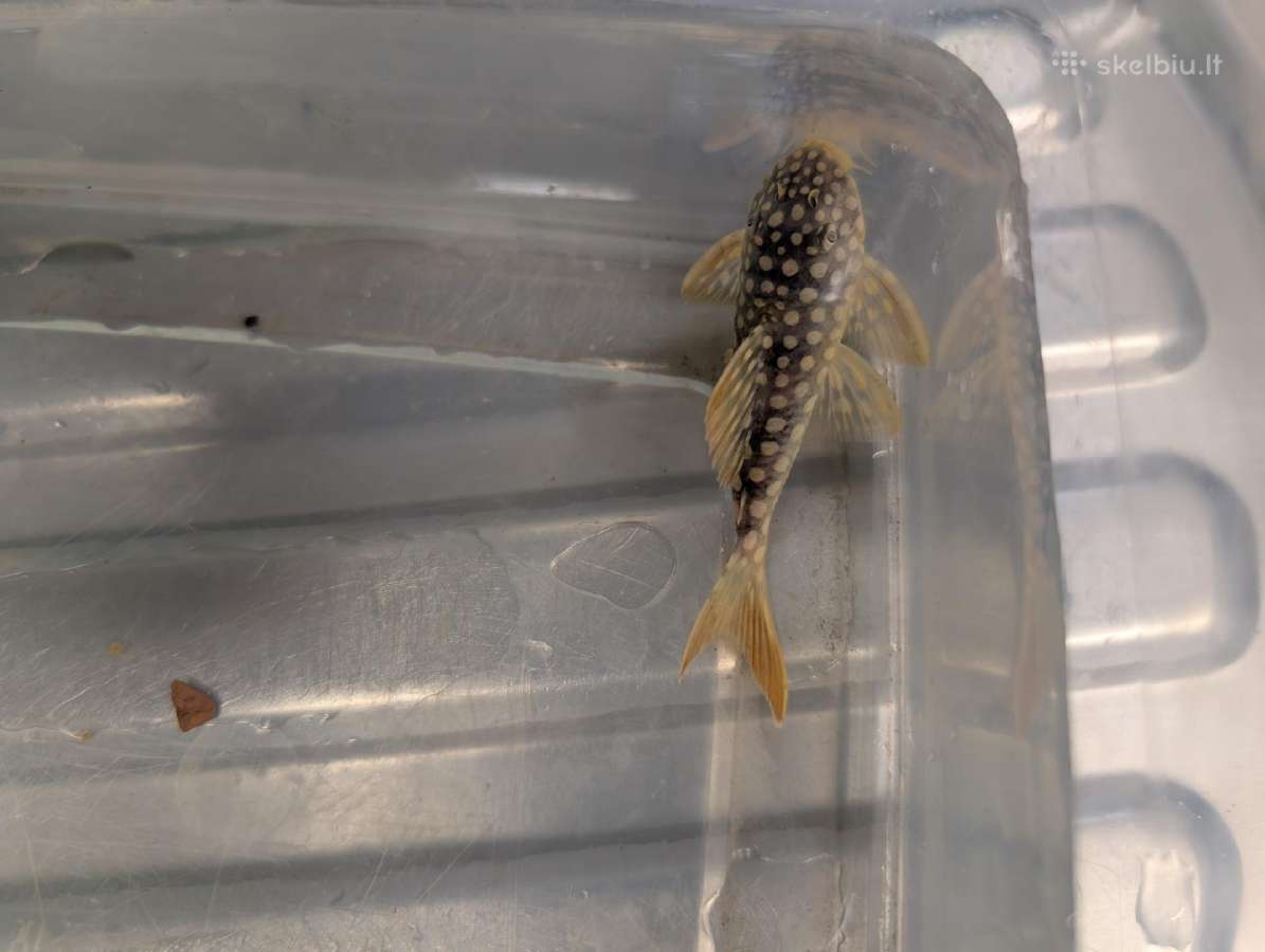 Parduodama žuvis Šamas L014 pleco (Goldie Pleco) - nuotraukos Nr. 2