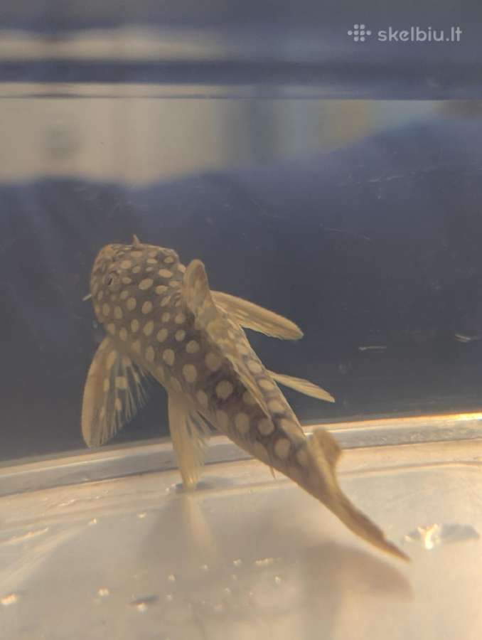 Parduodama žuvis Šamas L014 pleco (Goldie Pleco) - nuotraukos Nr. 3