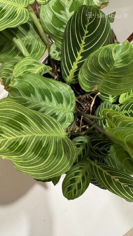 Parduodu maranta lemon, light veins, red veins - nuotraukos Nr. 2