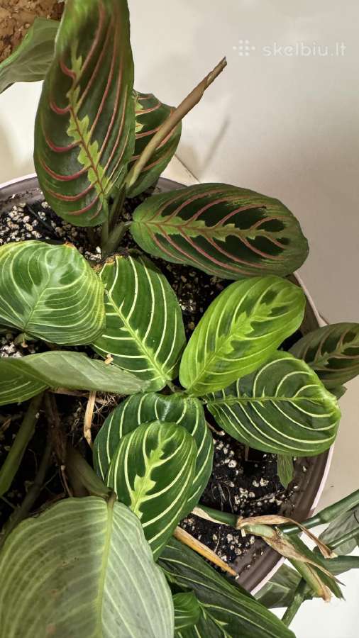 Parduodu maranta lemon, light veins, red veins - nuotraukos Nr. 3