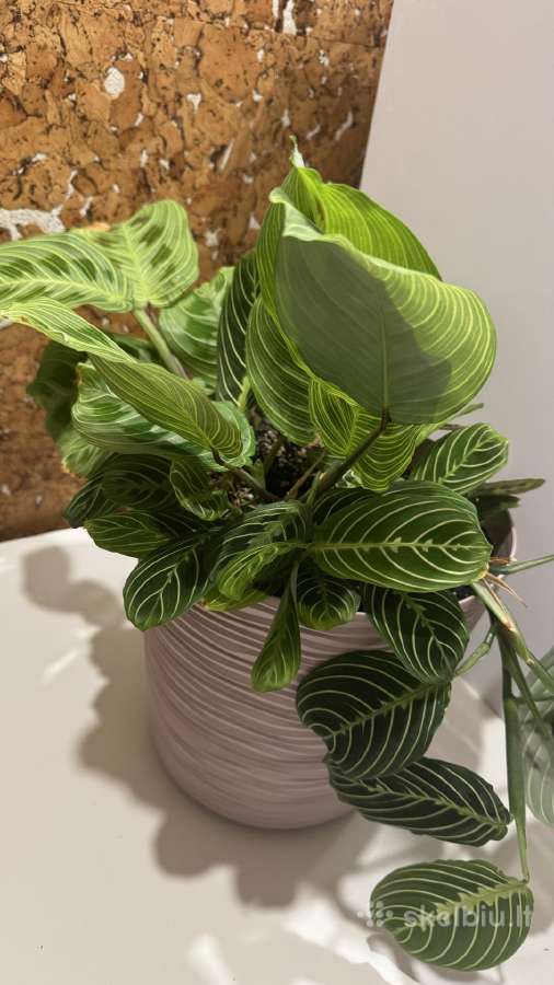 Parduodu maranta lemon, light veins, red veins - nuotraukos Nr. 4