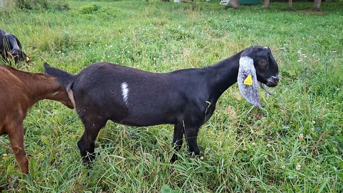 Parduodamos Anglo Nubian ožkytės
