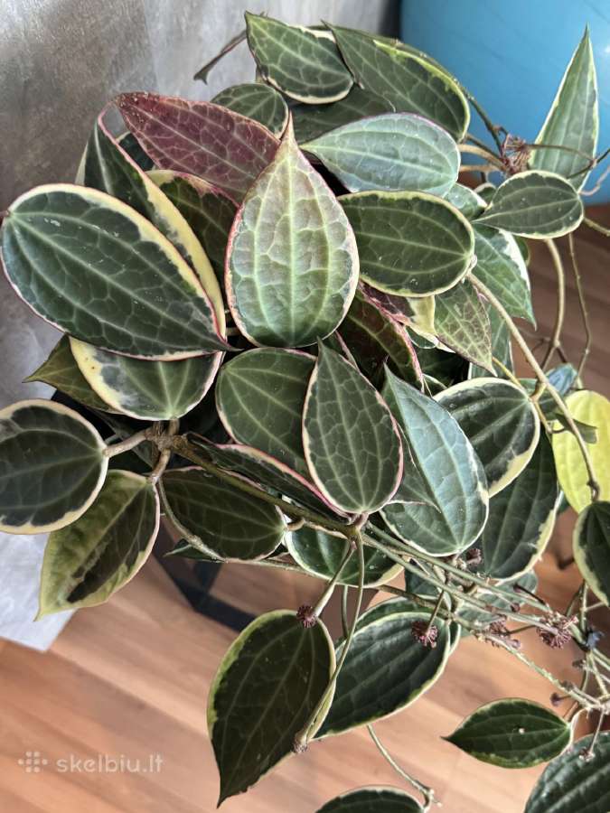 Hoya macrophylla