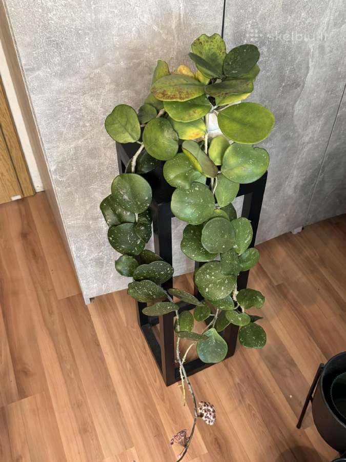 Hoya obovata
