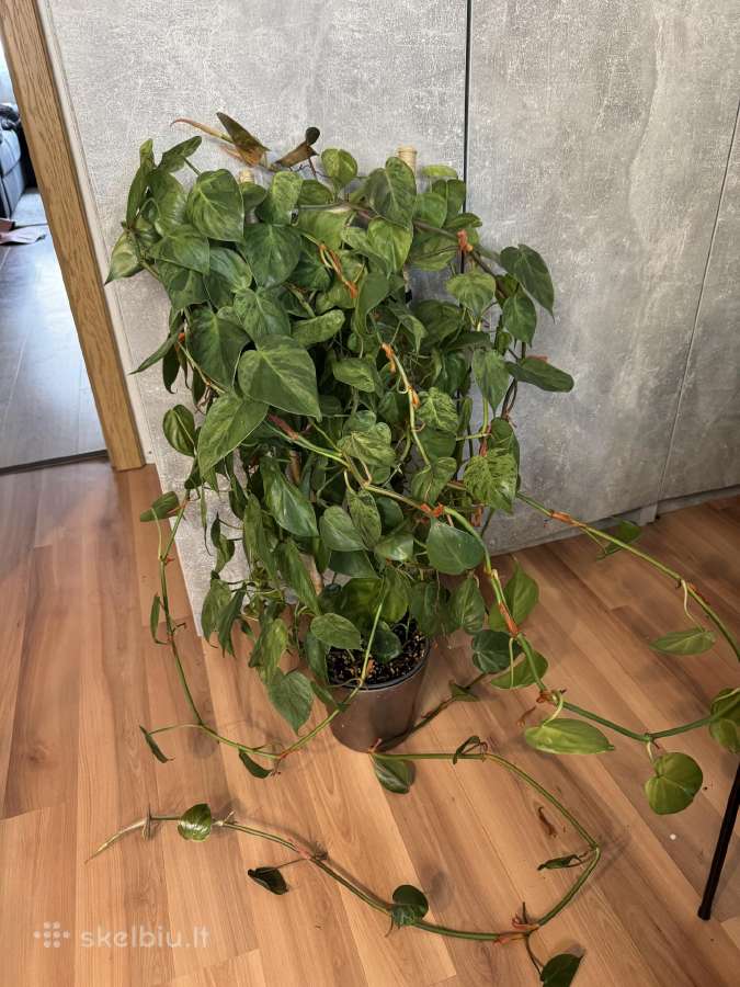 Philodendron hederaceum var