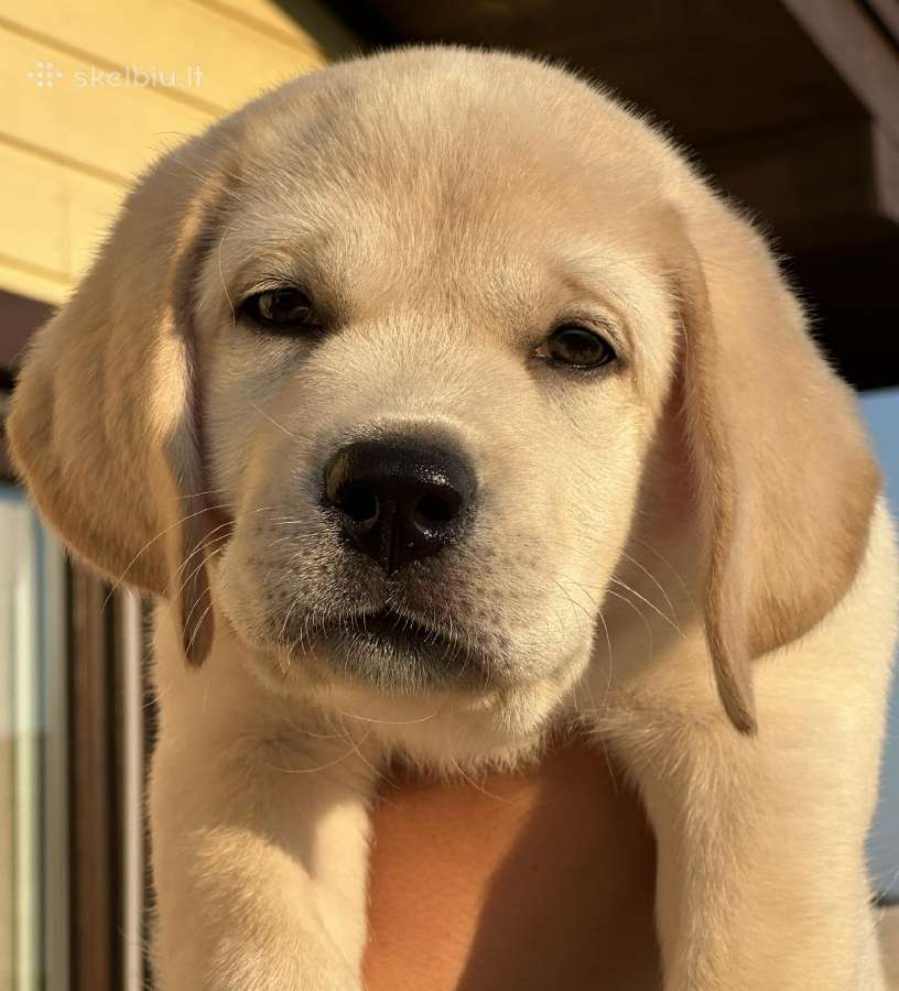 Labradoro retriverio berniukas - nuotraukos Nr. 9