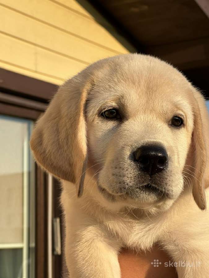 Labradoro retriverio berniukas - nuotraukos Nr. 6