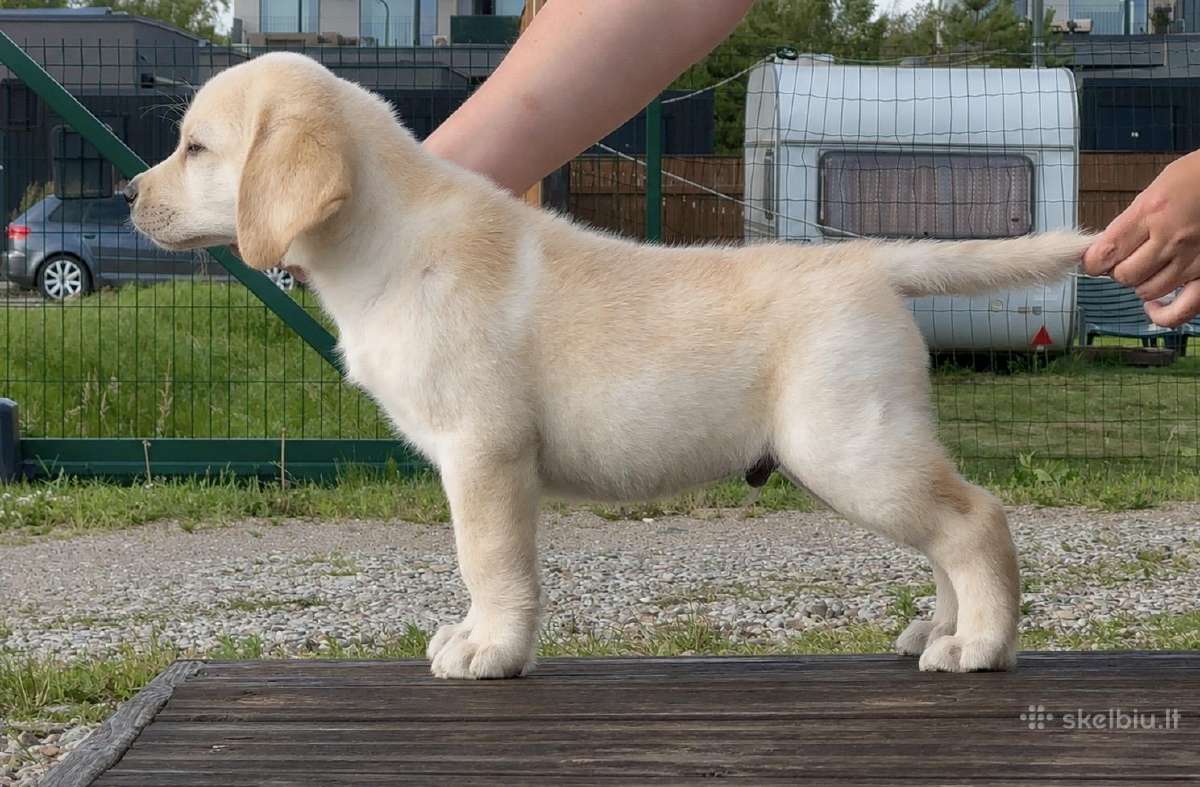 Labradoro retriverio berniukas - nuotraukos Nr. 10