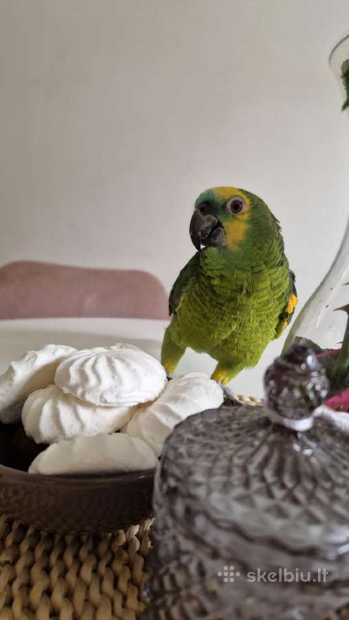 Amazonė