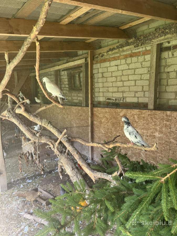 Parduodami balandžiai ir fazanai - nuotraukos Nr. 3
