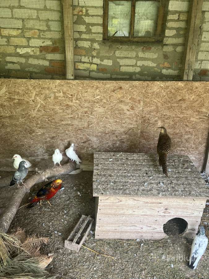 Parduodami balandžiai ir fazanai - nuotraukos Nr. 4