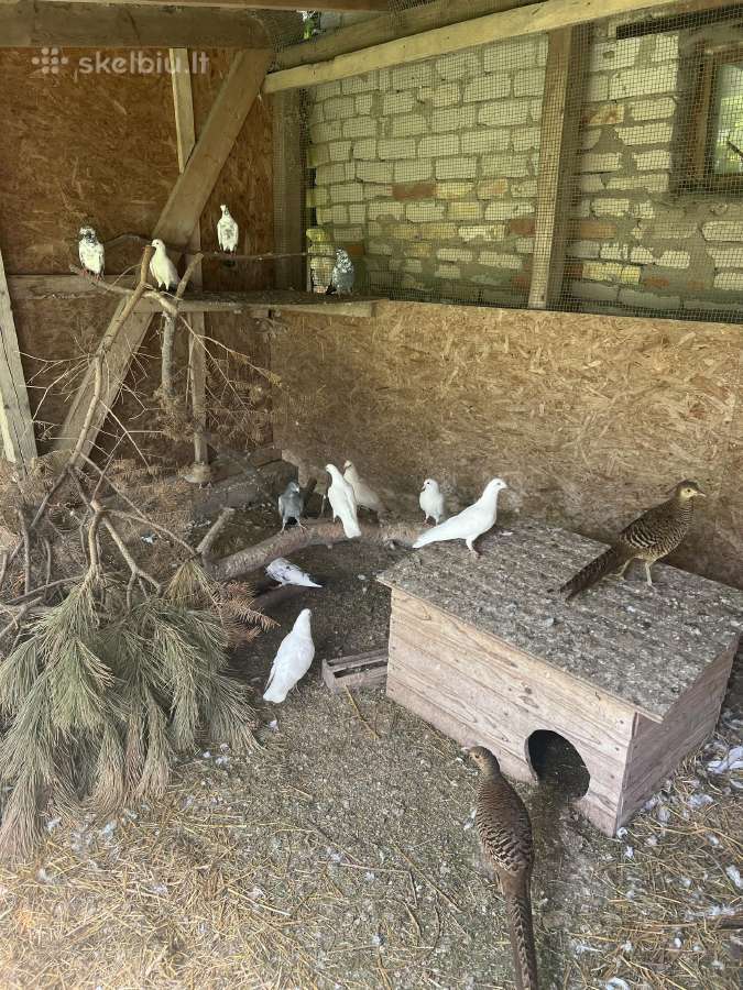 Parduodami balandžiai ir fazanai - nuotraukos Nr. 5