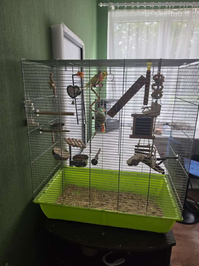Banguotosios porele su narvu ir viskuom kas yra - nuotraukos Nr. 2