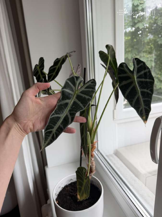 Alocasia bambino