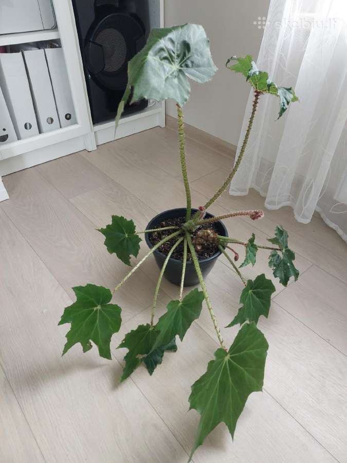 Begonija